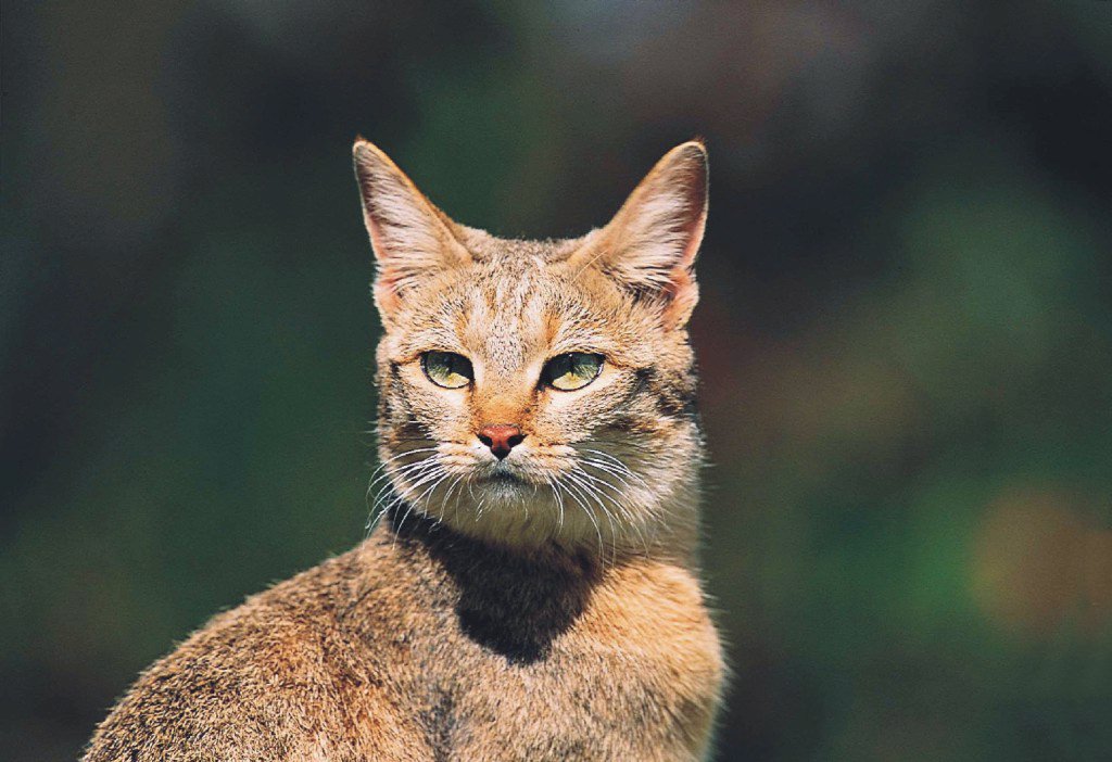 Кошки род. Степной кот Felis Silvestris lybica. Североафриканскую буланую. Нубийская кошка. Нубийская Буланая.