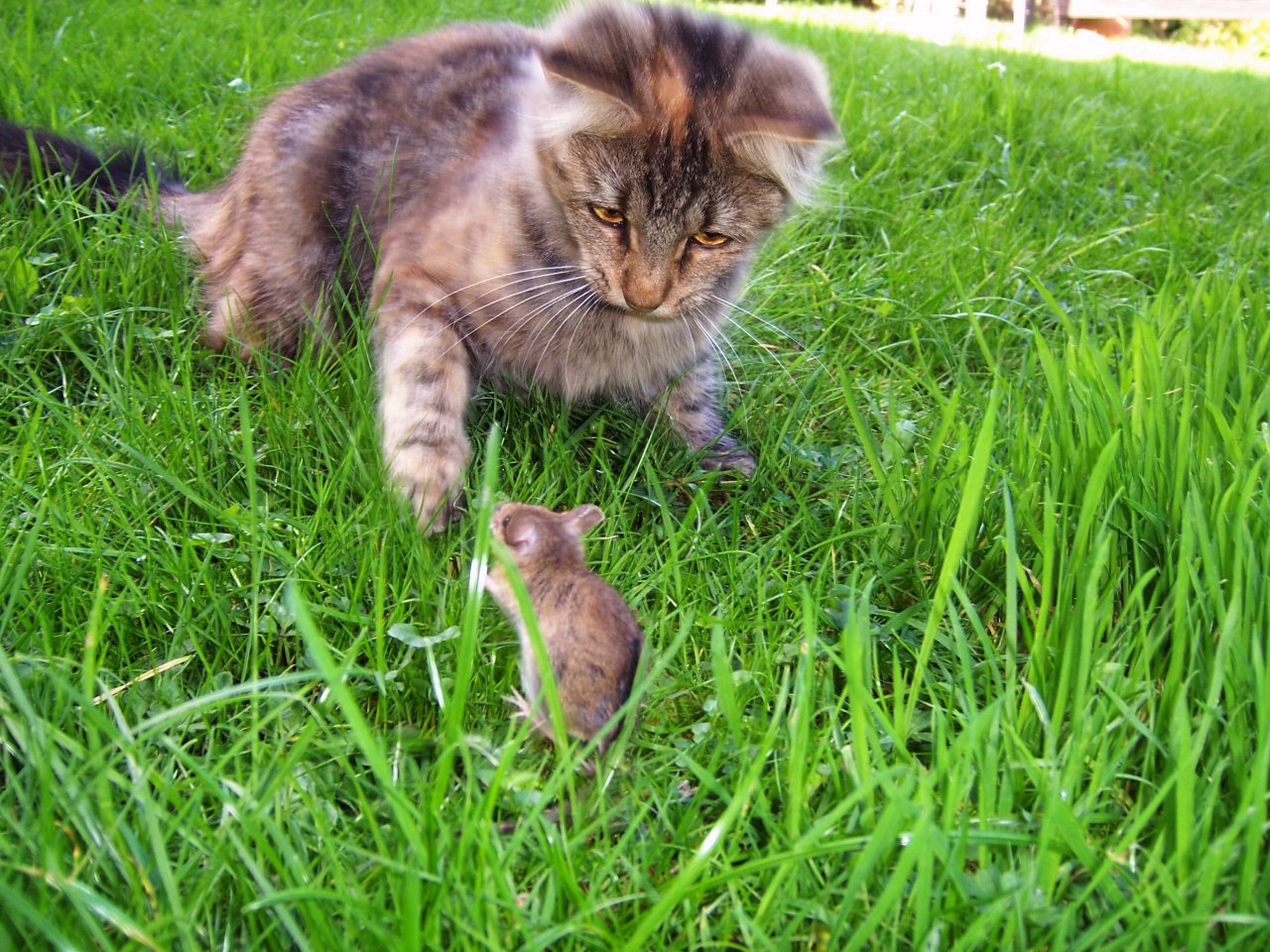 Кот ловит мышей. Кошки-мышки. Котенок поймал мышь. Поймать мышку. Деревенская кошка с мышкой.