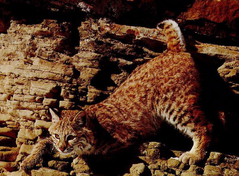 bobcat1