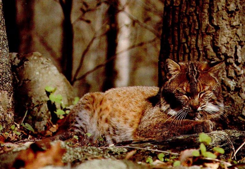 bobcat2