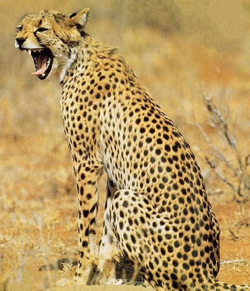 cheeta2