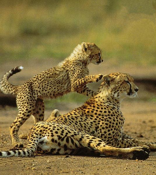 cheetah2
