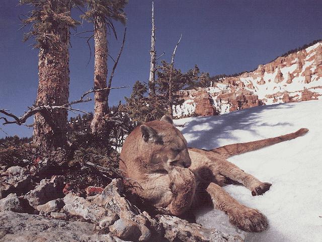 COUGAR