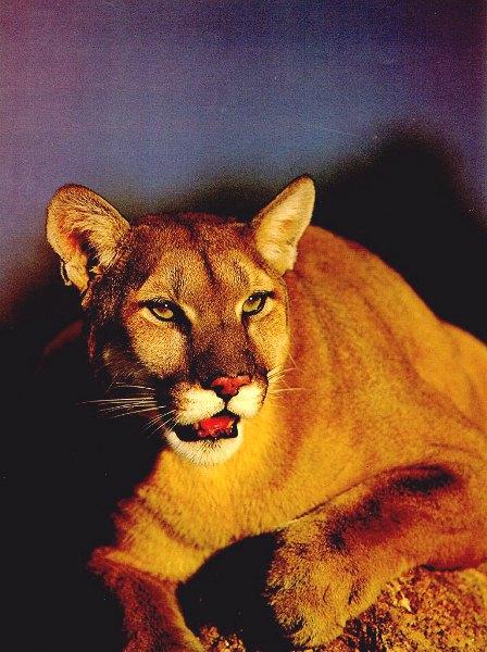 cougar94