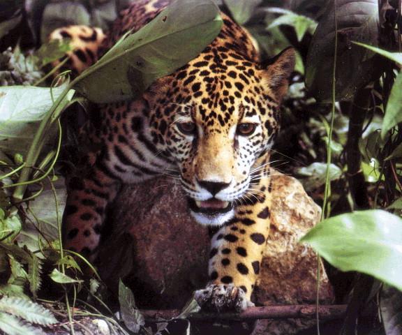 JAGUAR