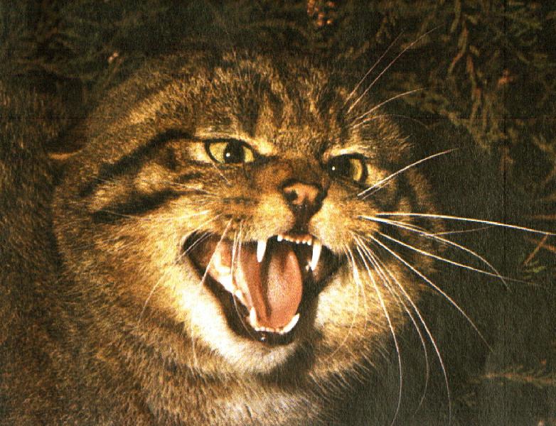 katten03
