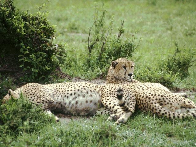leopard