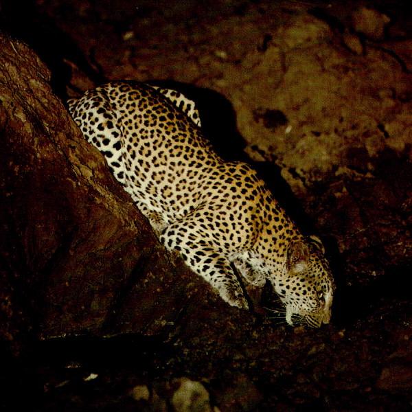 leopard2