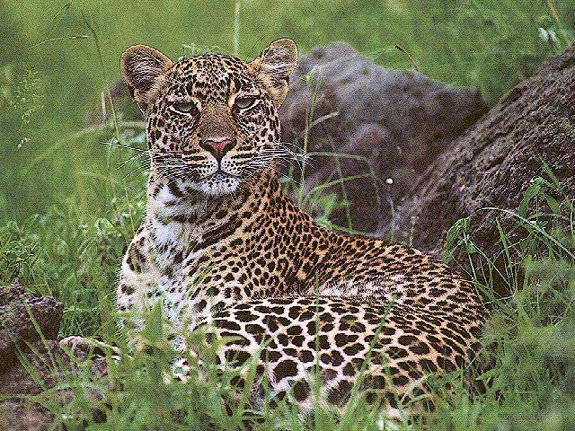 leopard3
