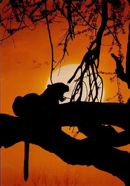 leopard4