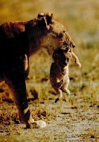 lions1