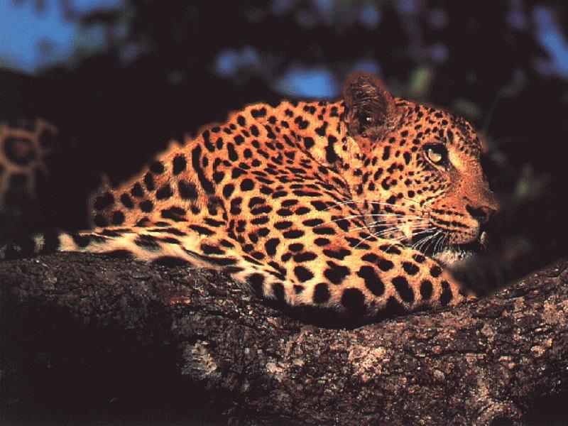 panter2
