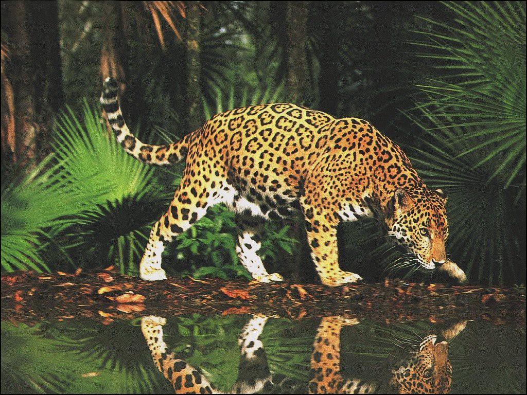 panter_3