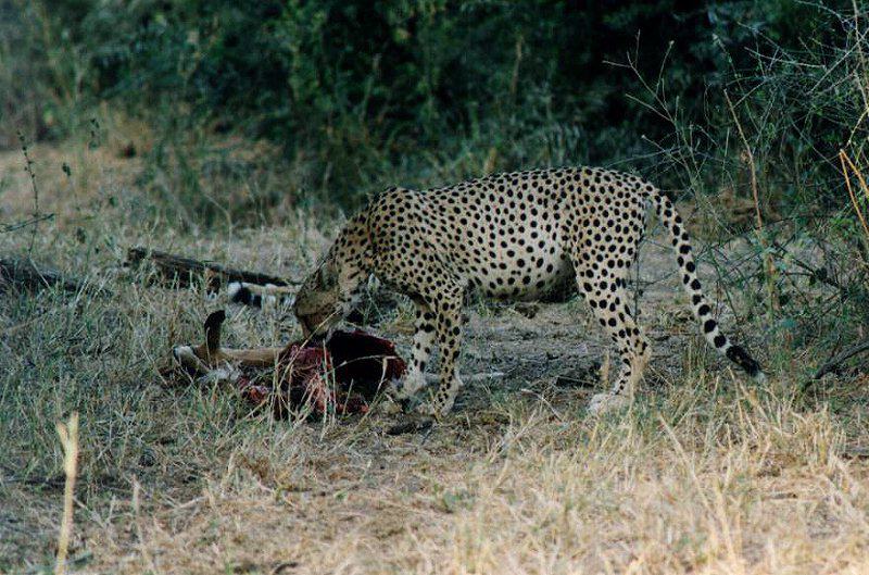 safari05