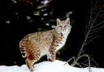 bobcat