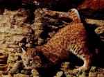bobcat1