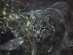 bobcat3