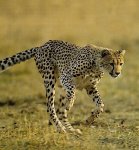 cheetah1