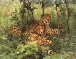 cheetah_