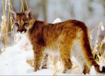 cougar3