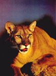 cougar94