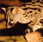 genetkat