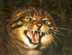 katten03