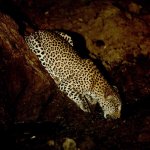 leopard2