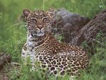 leopard3
