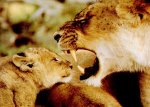 lions