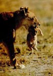 lions1