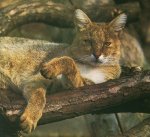 lynx-03
