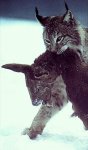 lynx