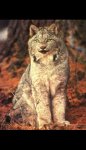 lynx2