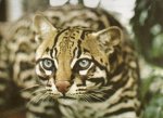 ocelot