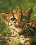 ocelot3