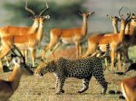 panter