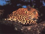 panter2