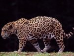panter_2