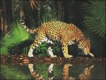 panter_3