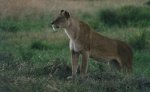 safari07