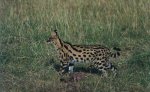 safari09
