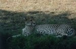 safari10
