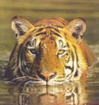 tijger7