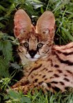 wildcat3